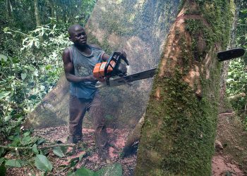 Africa’s Forests Hold the Key to Global Carbon Reduction?