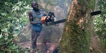 Africa’s Forests Hold the Key to Global Carbon Reduction?