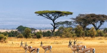 Can Africa’s Wildlife Tourism Be the Key to Conservation?