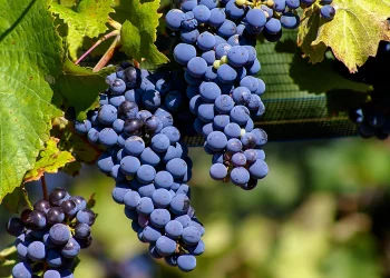 The Secret Behind Argentina’s Thriving Wine Industry