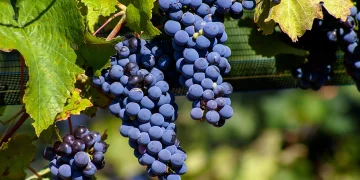 The Secret Behind Argentina’s Thriving Wine Industry