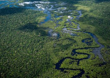 Could the Amazon Rainforest Disappear by 2050?