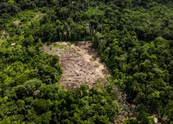 Can Sustainable Development Work in the Amazon Region?