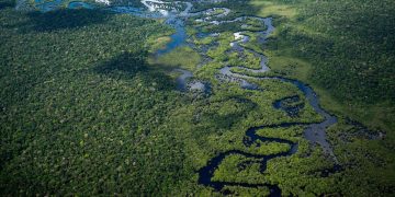 Could the Amazon Rainforest Disappear by 2050?