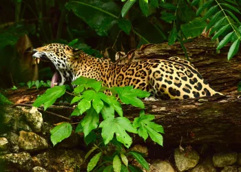 What’s Behind the Rise of Eco-Tourism in Central America?