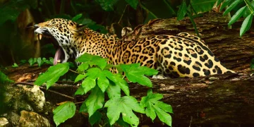 What’s Behind the Rise of Eco-Tourism in Central America?