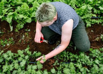 Can We Overcome Global Food Insecurity?