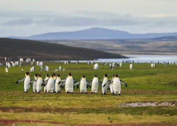What Makes the Falkland Islands So Controversial?