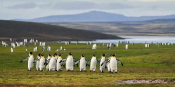 What Makes the Falkland Islands So Controversial?